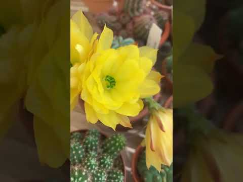 Видео: Echinocereus какти ургах нь: Echinocereus ургамлын сортуудыг хэрхэн ургуулах талаар сурах