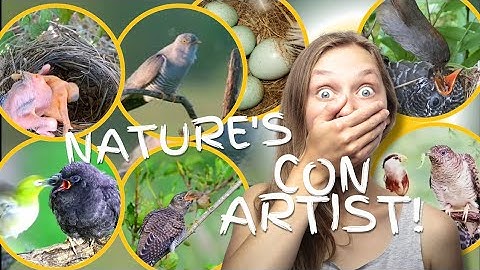 The Common Cuckoo: Nature’s Most Deceptive Con Artist Revealed!