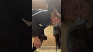 Playful Horse and Owner’s Interaction