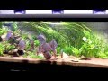 Einrichtung eines Diskusaquariums mit Stendker Diskus setting up a discus tank with Stendker discus