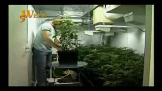 Hanfzucht im Growroom teil 2/2 deutsch