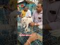 pet Market kolkata 😍/lowest price puppy dog/Gallif Street dogs #shorts #viral #dog #dogs#doglover