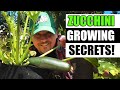 Zucchini growing tips for 2023