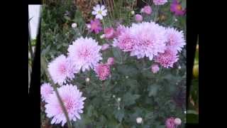 видео Мой любимый английский сад