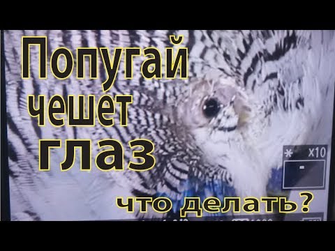 Серия 12. Что делать если  у попугая чешется глаз