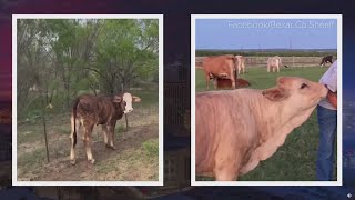 Investigators looking for person shooting and killing cows in Bexar County