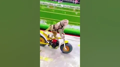 Monkey’s Riding Motorcycle