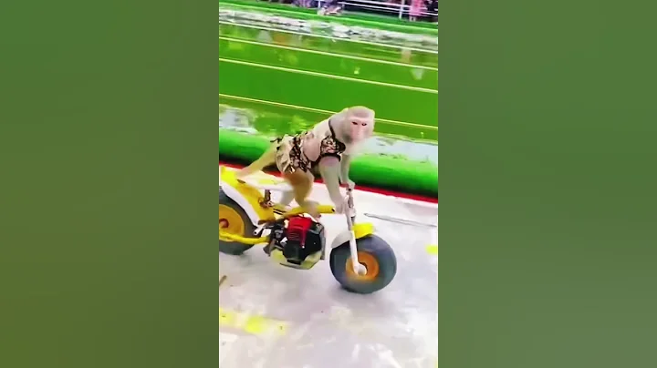 Monkey’s Riding Motorcycle