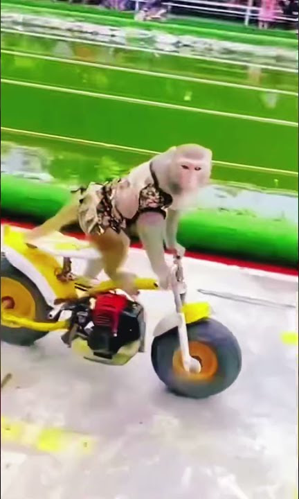 Sepeda Motor Monyet
