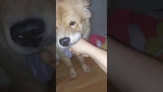 Arielle's Shake Trick #dog #puppy #chowchow #shortvideo #shortsvideo #short #shorts #cute #love