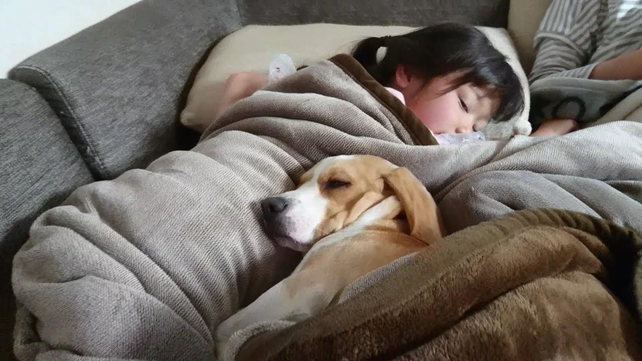 ゆらのそばで寝るのが一番落ち着くビーグル犬うぃるさん きょうのうぃるさん ビーグル犬 Beagle Dog Youtube