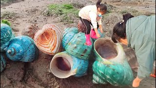 Emerald conch. Deep-sea shellfish were beaten to the shore by the waves.