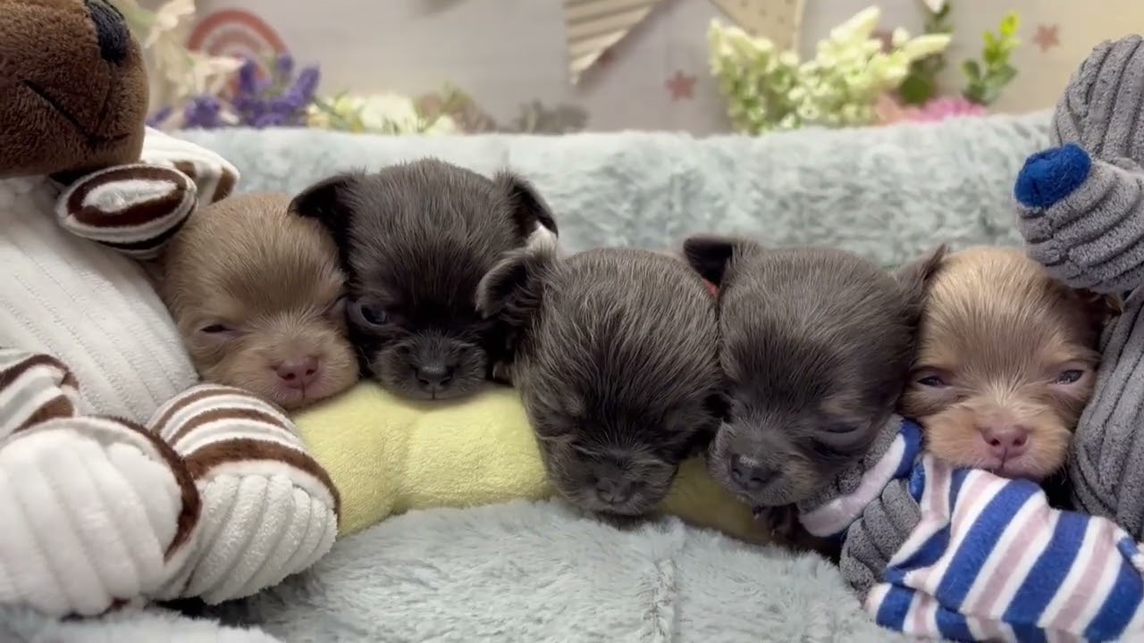 チワワ（ロングコート）の子犬（メス♀） イオンモール新発田店
