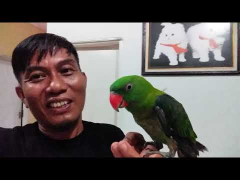 Video: Cara Menjaga Burung Kakak Tua Hijau
