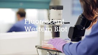 Western Blot or Immunoblot