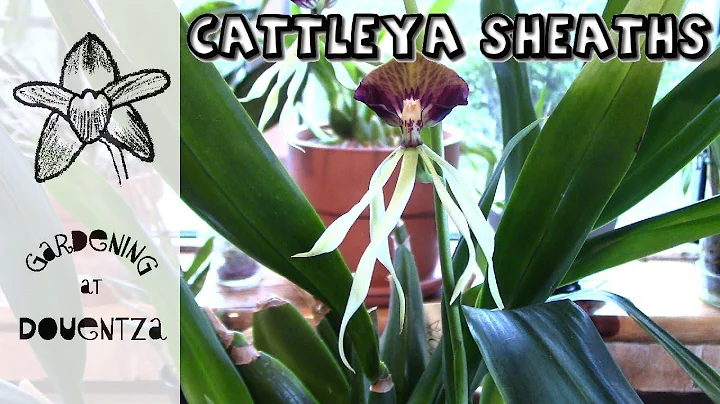 Cattleya Sheaths & Spikes