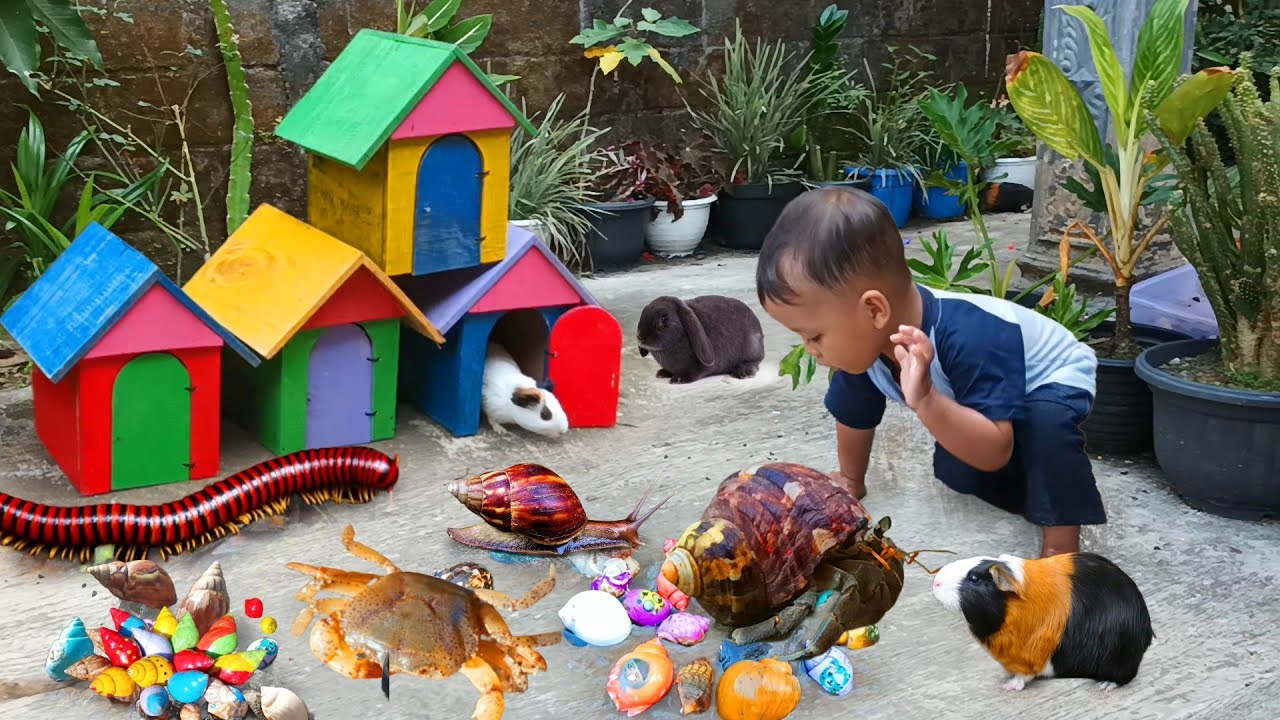 Wow..Menemukan Keong Bekicot Luwing Kaki Seribu Kepiting Cangkang Kelomang Dan Ikan Hias