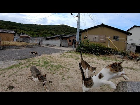 猫島で座ったらあっという間に野良猫に取り囲まれる