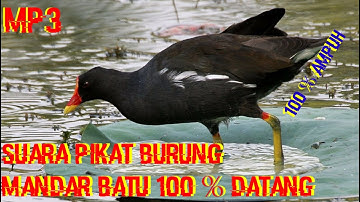 Suara Pikat Burung Mandar Batu || Peruk Sawah Original MP3 100 % Langsung Datang