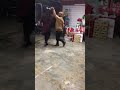 Yo Soy Bailanr Chimpiorcas 