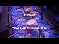 Flower 熱帯魚の涙 Tears of tropical fish立体音響 ライブ風