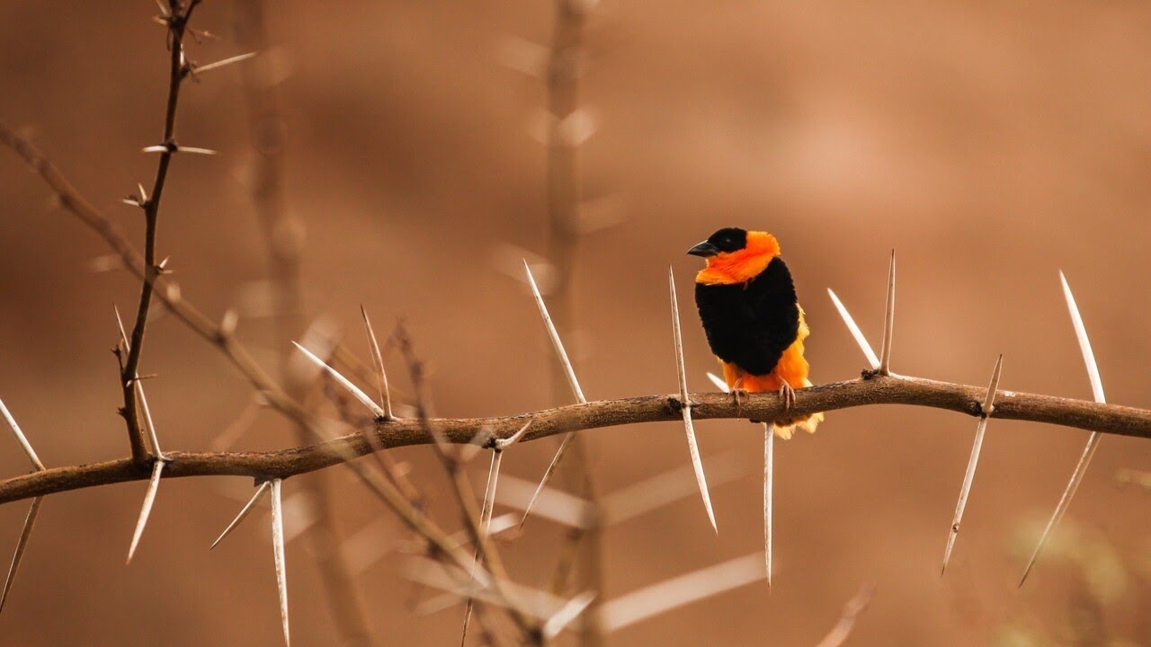 Top 5 Best Budget Lens For Bird Photography YouTube Top 5 Best Budget Lens For Bird Photography YouTube