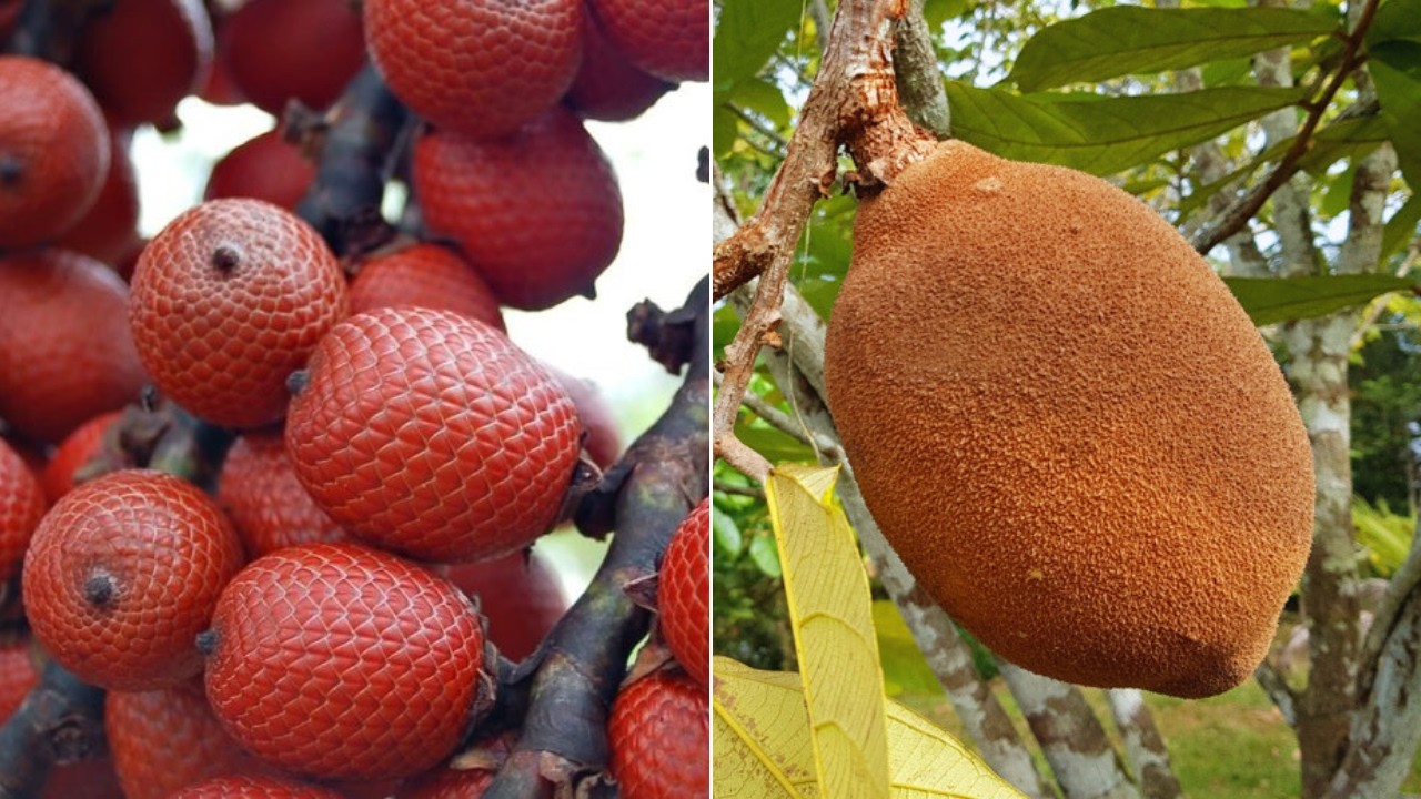 FRUTAS INCRÍVEIS DA BIODIVERSIDADE BRASILEIRA