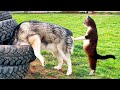 Cats vs Dogs 😁- Funniest Animal Moments 2024!
