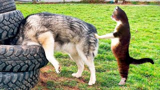 Cats vs Dogs 😁- Funniest Animal Moments 2024!