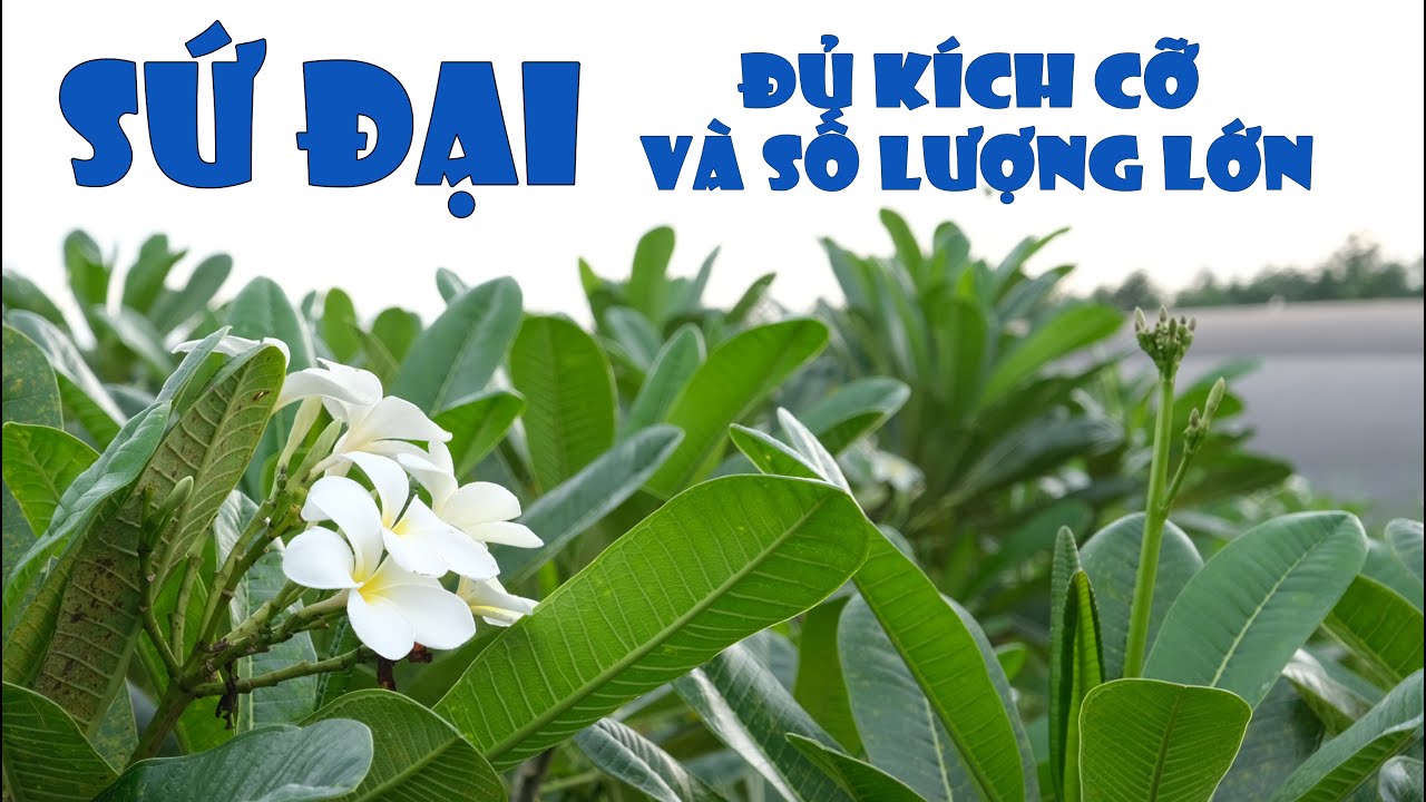 HOA SỨ - P1: TÌM HIỂU NGUỒN GỐC, Ý NGHĨA VÀ CÁCH KHAI... - youtube
