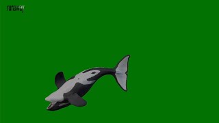 Killer Whale Underwater  Animated 3D Green Screen
