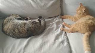 Cats sleep listening to music#🥰😺#try#🤗