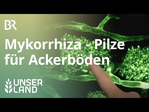Video: Welche Art von Mykorrhiza ist auf dieser Aufnahme zu sehen?