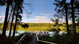 Гилевская роща. Тюмень. Cinematic Nature Video 4K / iphone 11 /  Forest