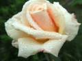Gheorghe Zamfir THE ROSE 