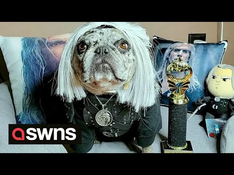 Henry Cavill-obsessed frenchie sleeps in shrine dedicated to the British actor | SWNS