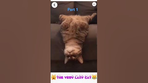 The Very Lazy Cat😹 Part 1