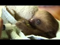 Animalisttoo  0010  bottle feeding a baby sloth  large vp8