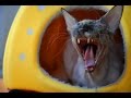 Food-Hooligan! Peterbald の動画、YouTube動画。