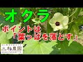 「オクラ」長期間栽培を続けるためには、葉っぱを落としながら収穫しますNO657（2023.7.18）