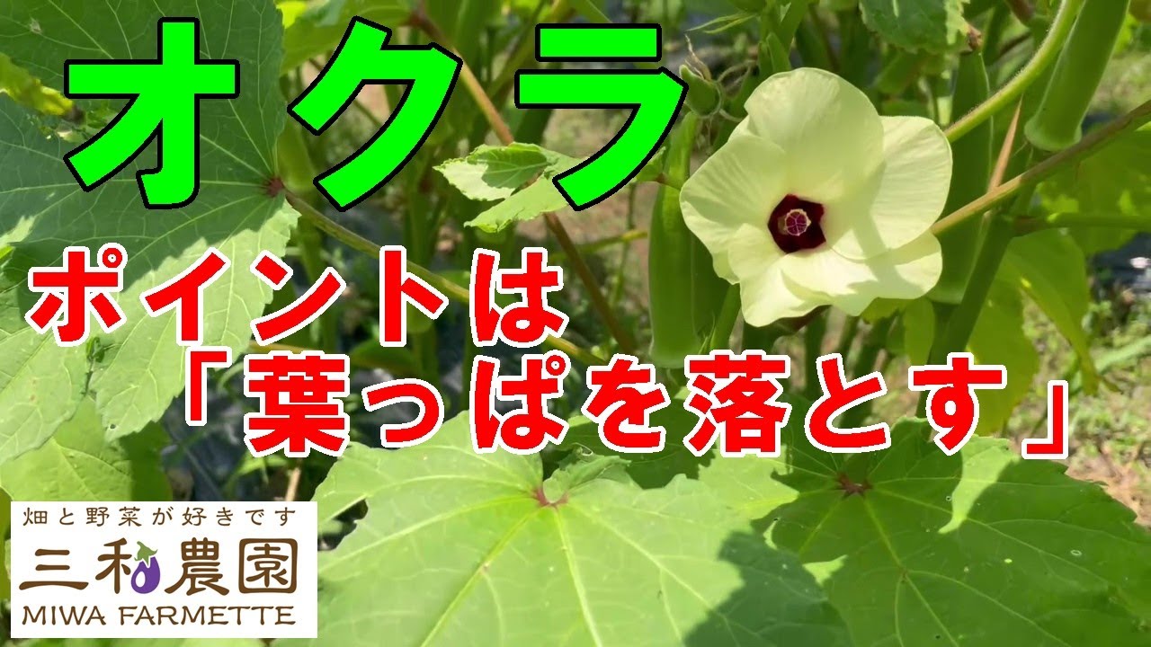 「オクラ」長期間栽培を続けるためには、葉っぱを落としながら収穫しますNO657（2023.7.18）