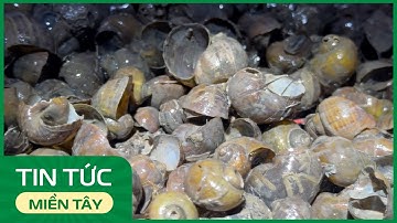 Tăng thu nhập nhờ kéo ốc bươu vàng mùa nước | THDT