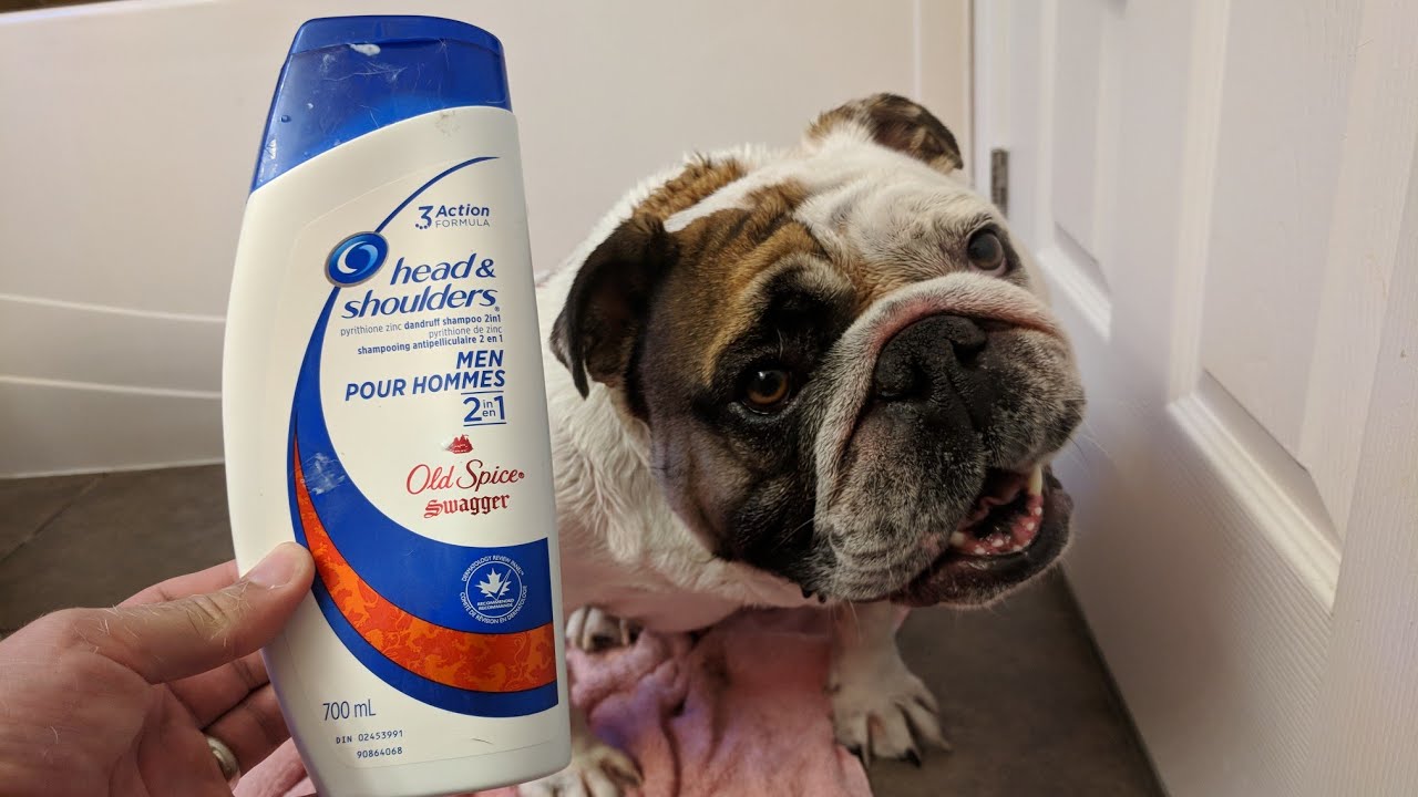 Is Head and Shoulders good for your dog 