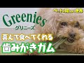 【歯みがきガムはこれ！】グリニーズを徹底解説！！