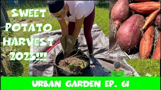 Sweet Potato Harvest 2023 || Zone 7B GA || Urban Gardening Ep. 61|| Steffanie’s Journey by Steffanie's Journey 1,742 views 7 months ago 7 minutes, 8 seconds