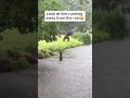 Look at this gorilla running away from the rain 