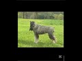 schnauzer mediano o standar