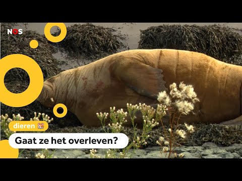 Video: Hoe Om 'n Bietjie Walrus In Fases Te Teken