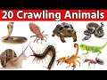 20 Crawling Animals Name in English and Hindi with Their real Video and Real Sounds #kidslearning 