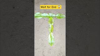 Amazon seed latter plant reverse video #shortvideo #painting #grow